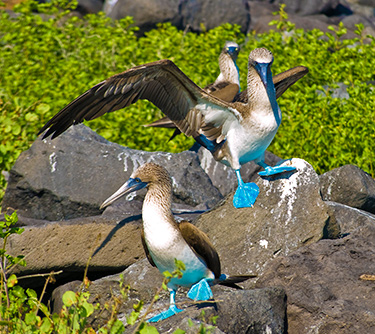 wildlife galapagos islands blue footed booby ATC Cruises Galapagos Islands Ecuador